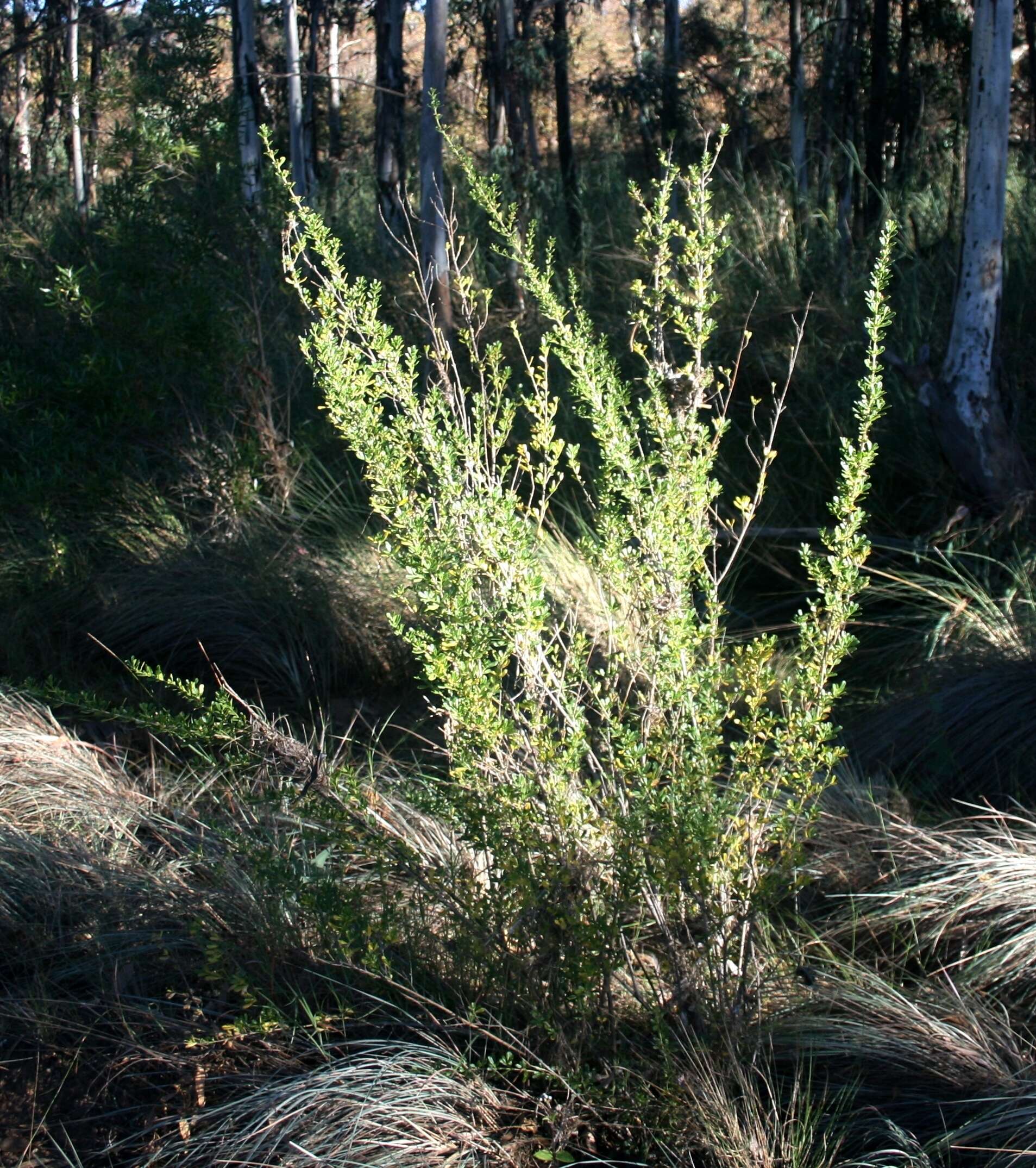 Image of Mauve freylinia