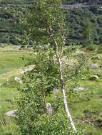 Image of Common Birch