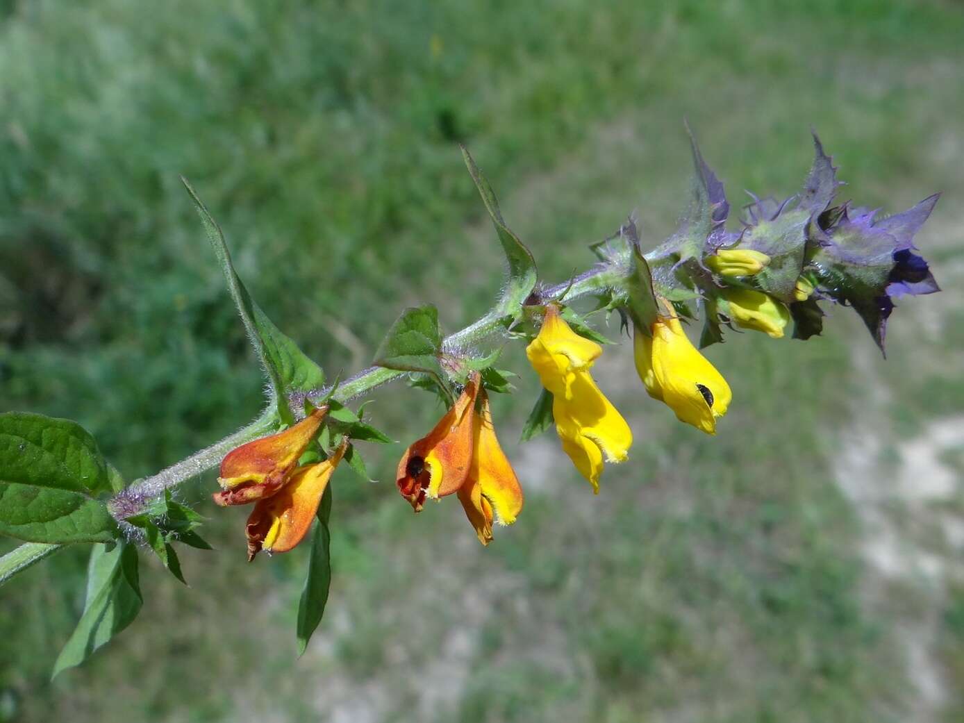 Слика од Melampyrum nemorosum L.