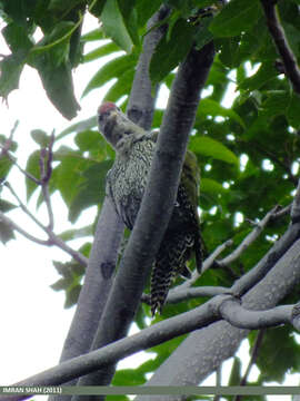 Image of Scaly-bellied Woodpecker