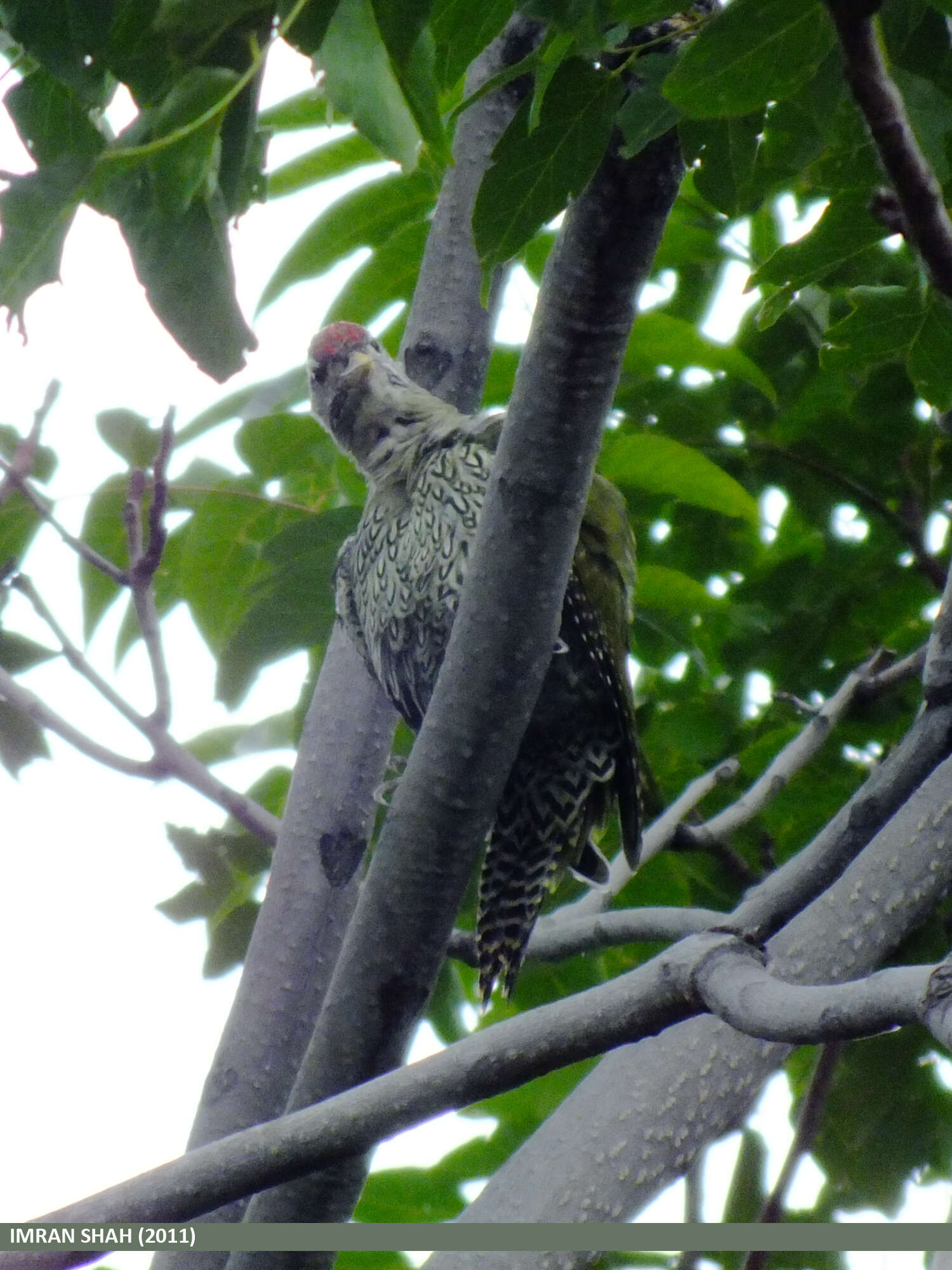 Image of Scaly-bellied Woodpecker