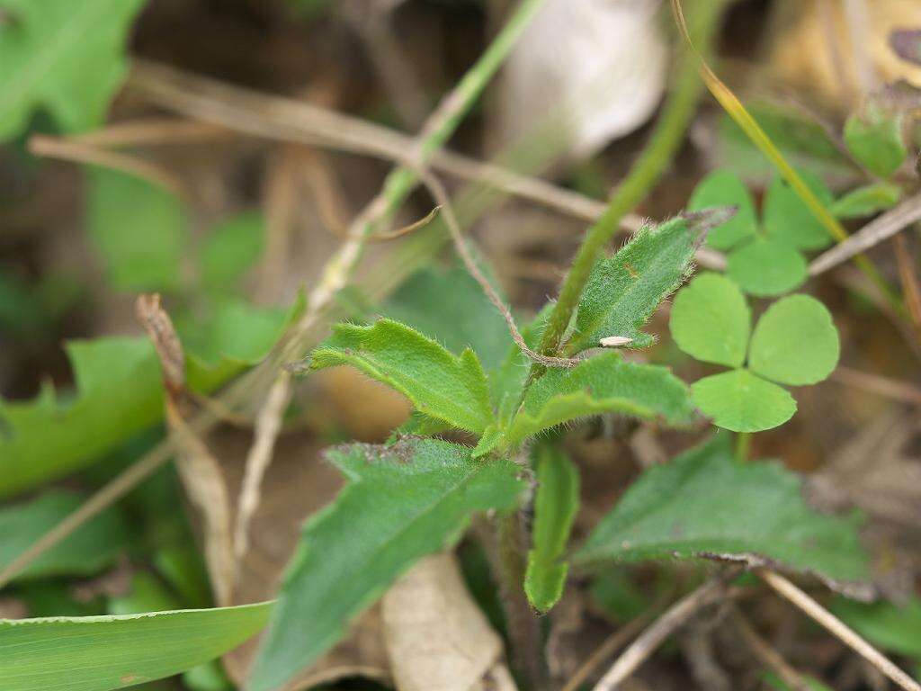 Image de Tridax procumbens L.