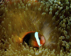 Image of Blackback anemonefish