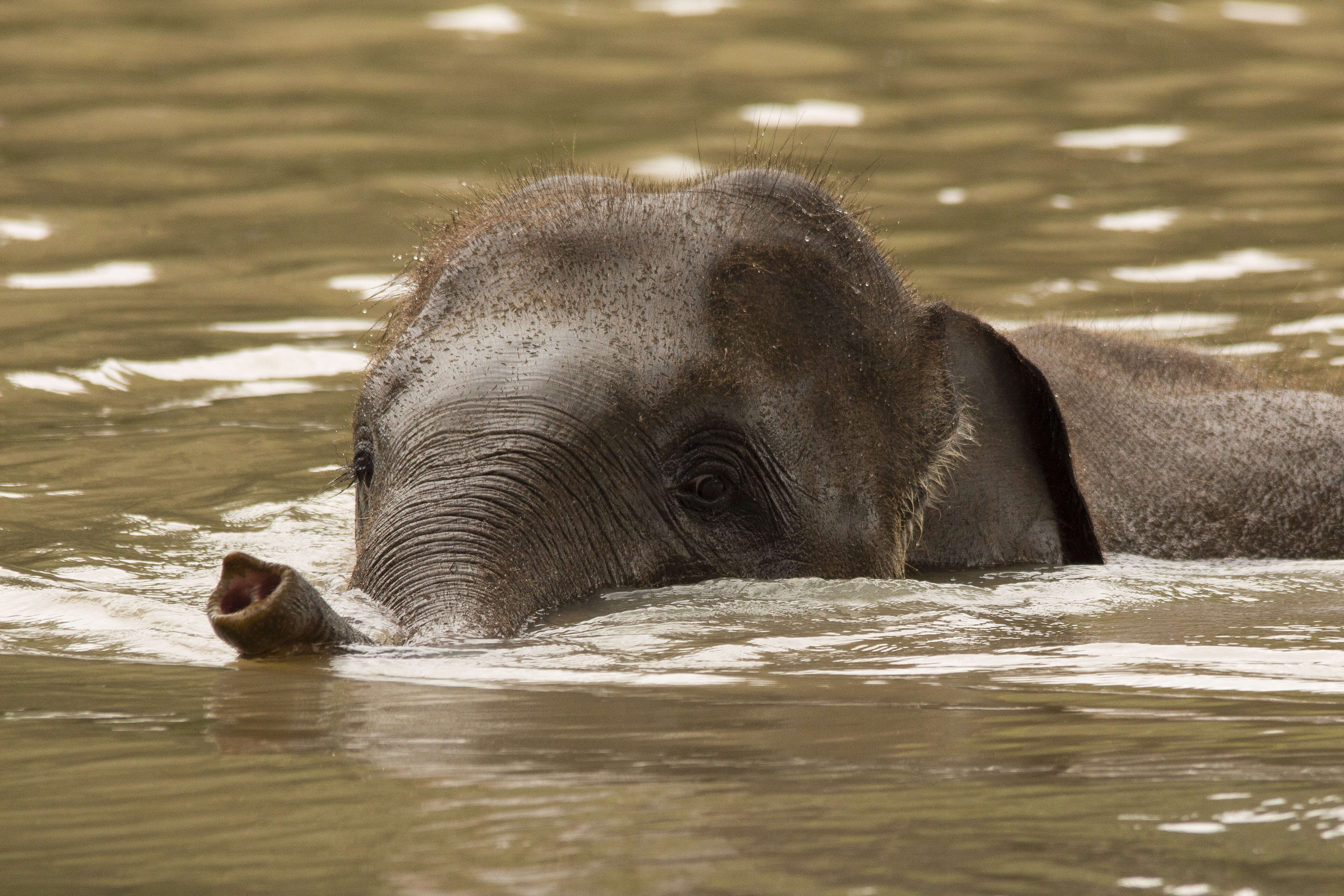 Image of Sumatran Elephant