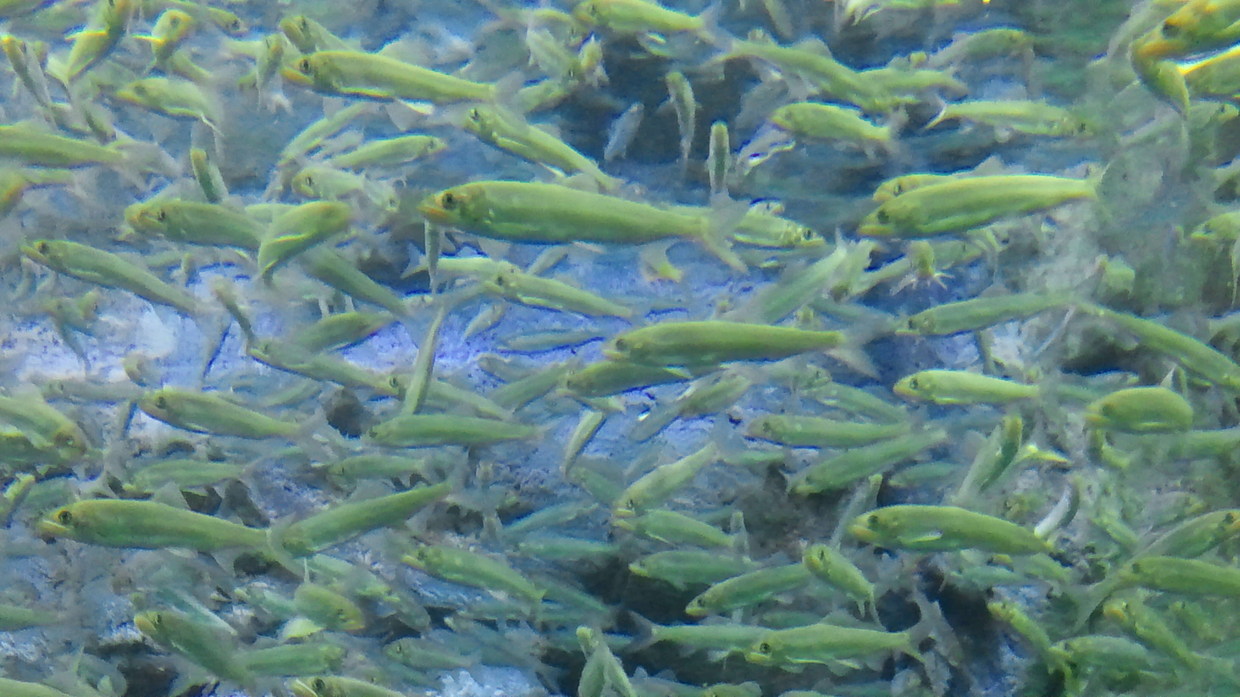 Image of ayu fishes