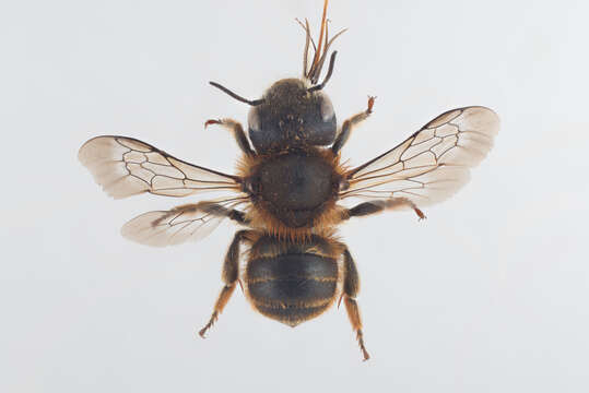 Image of Osmia aurulenta (Panzer 1799)