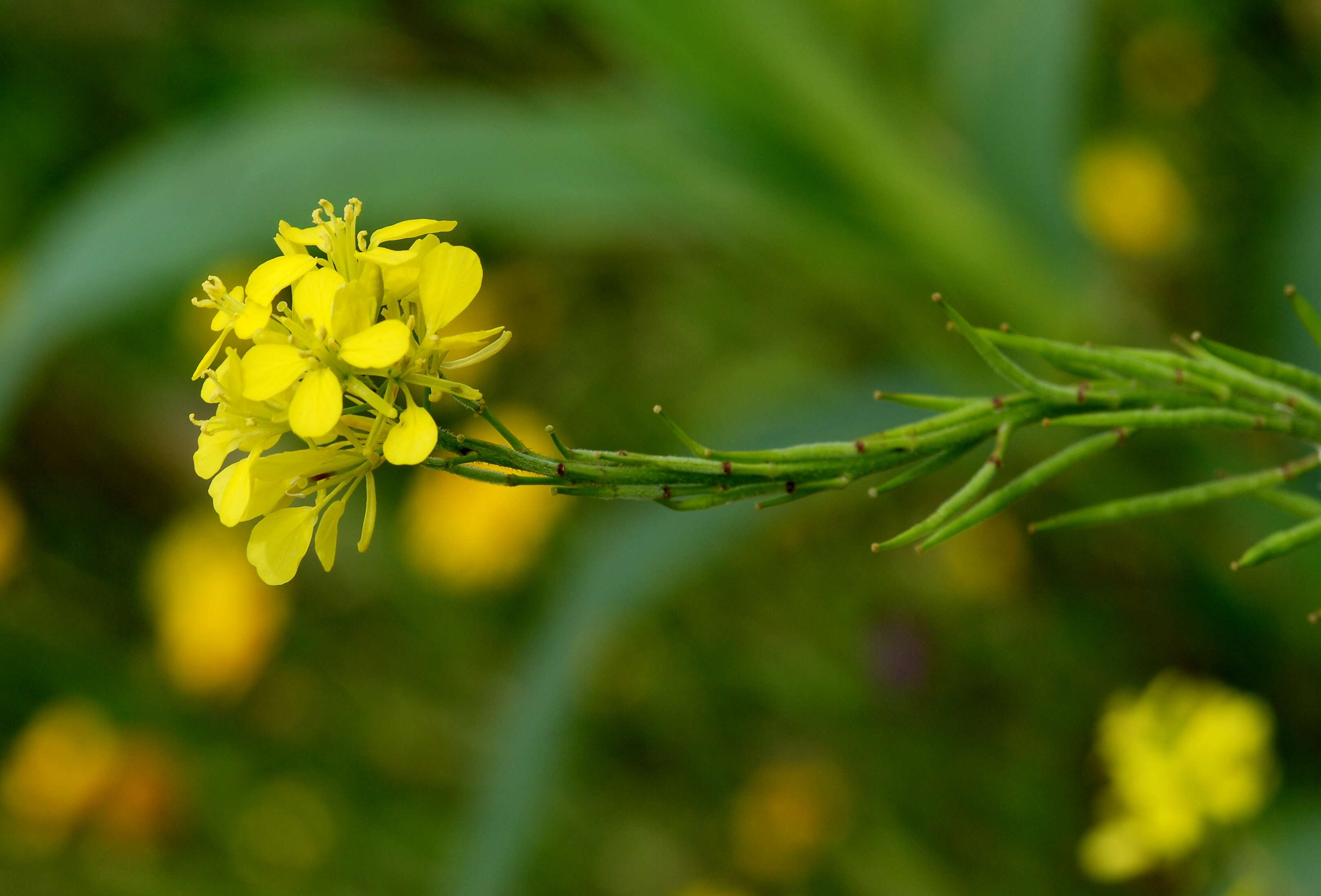 Image of black mustard