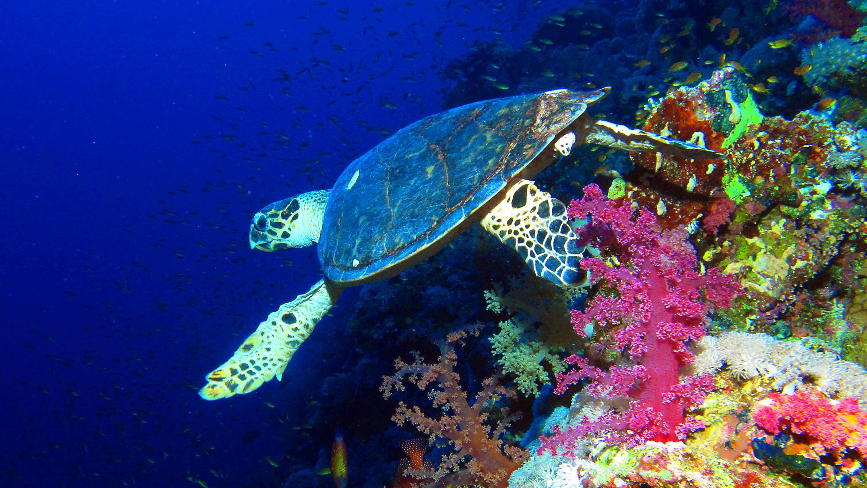 Image of Eretmochelys