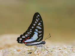 Graphium evemon (Boisduval 1836) resmi