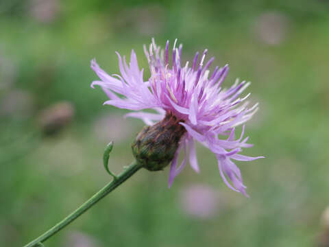 Image of spotted knapweed