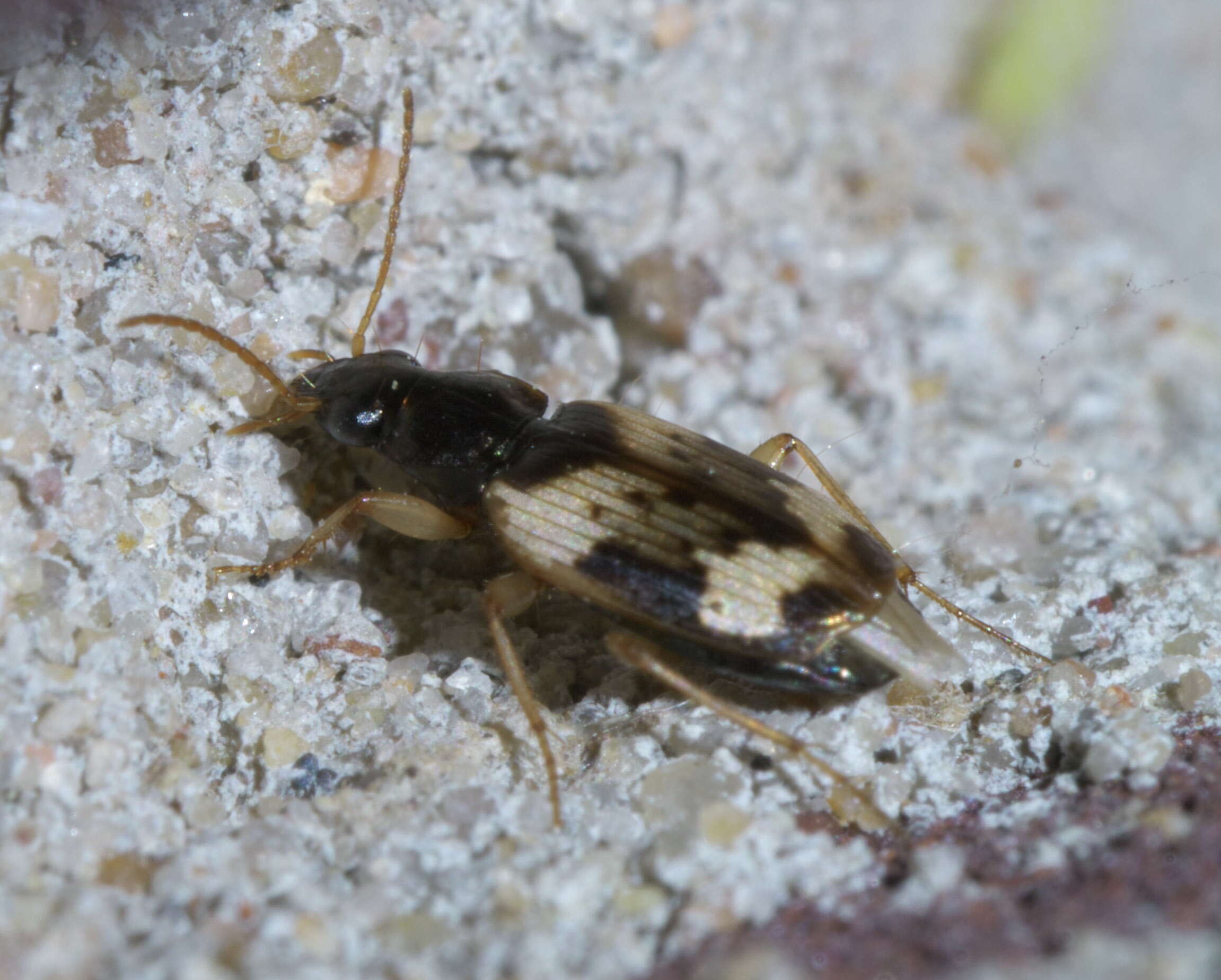 Plancia ëd Tetragonoderus (Tetragonoderus) fasciatus (Haldeman 1843)