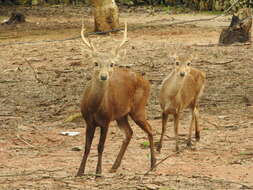 Image of Bawean Deer