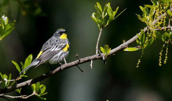 Image of Audubon's Warbler