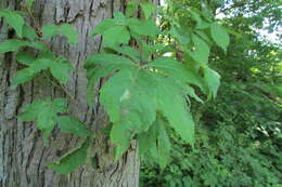 Image of Virginia creeper