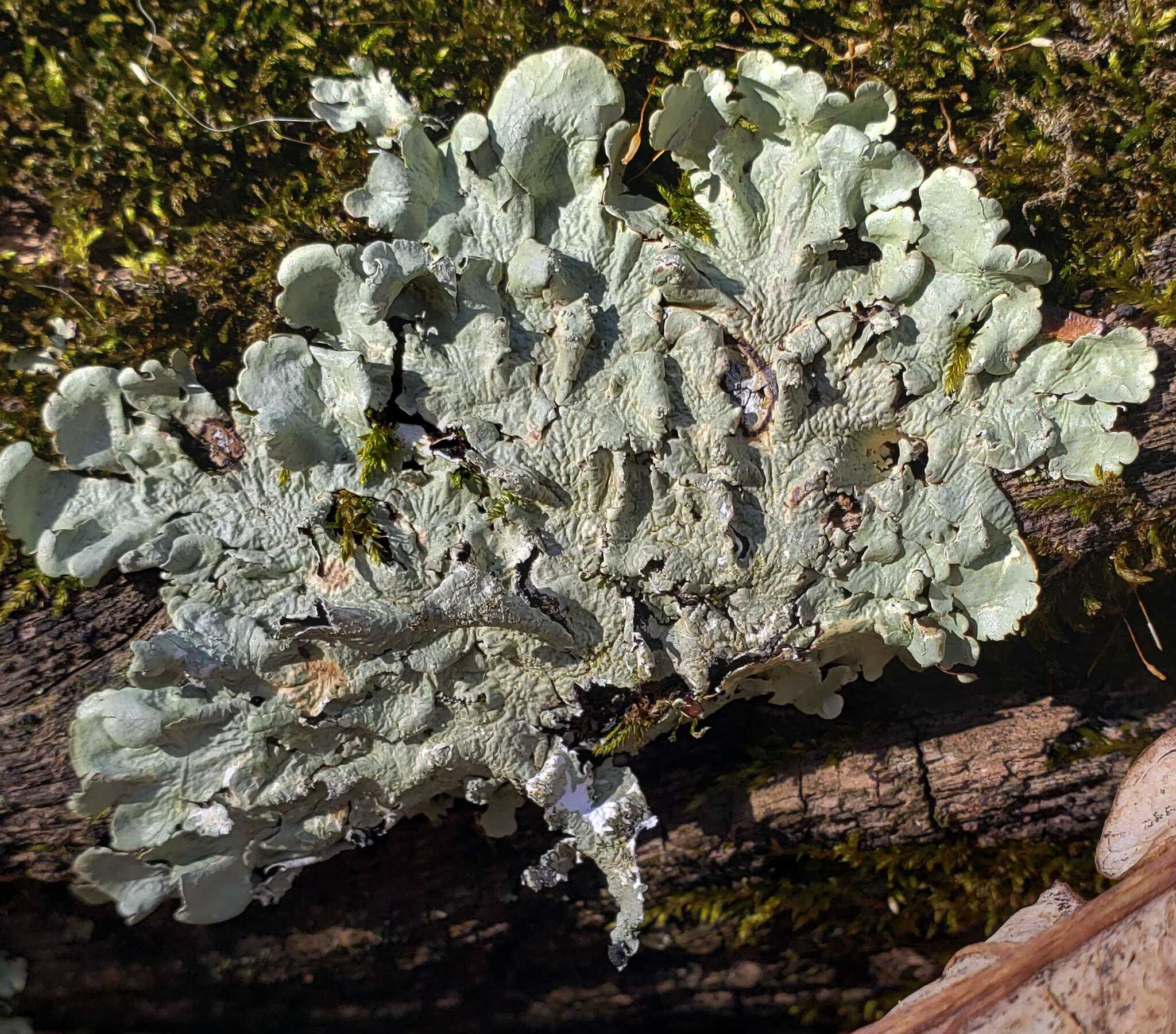 Image of Common greenshield lichen