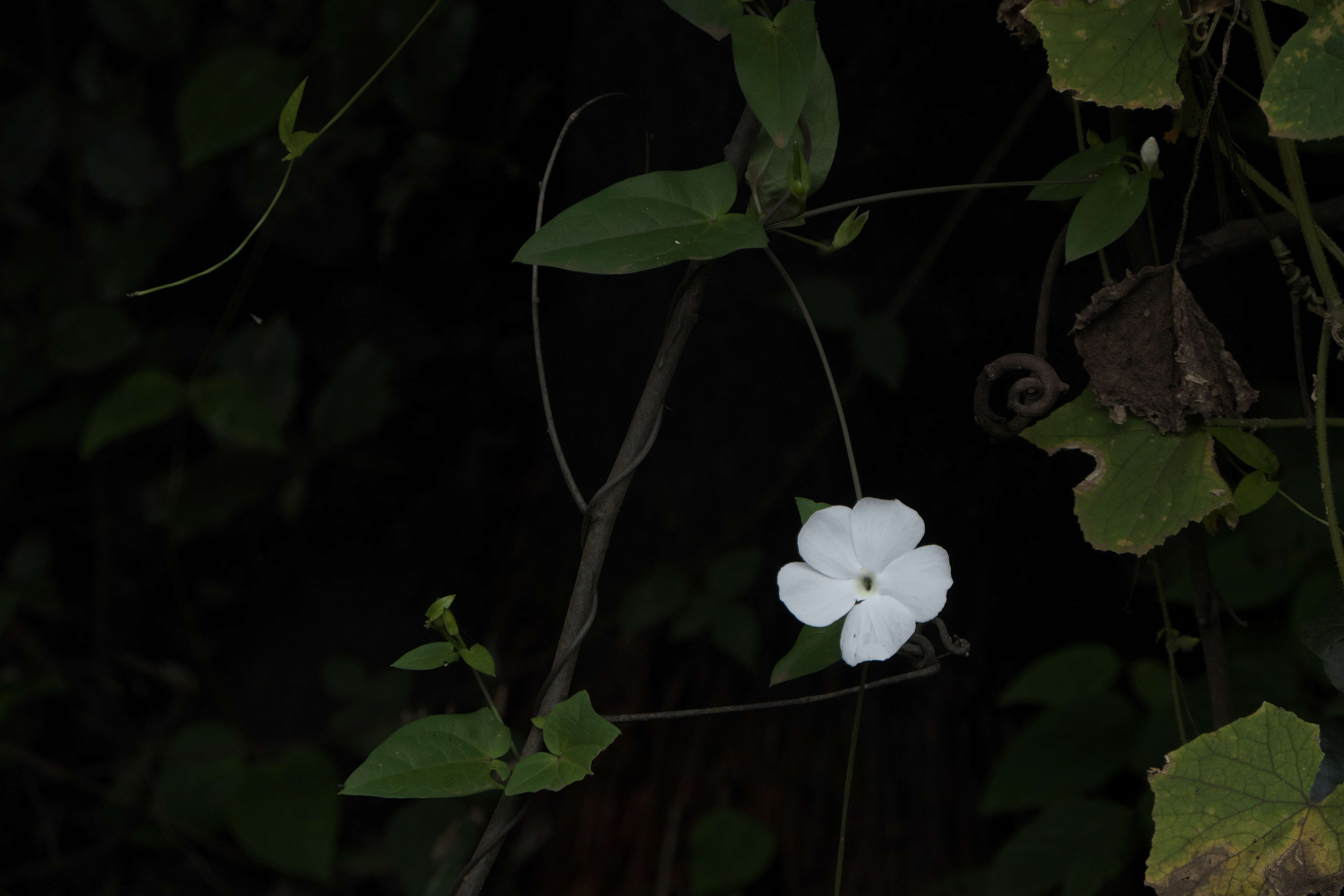 Imagem de Thunbergia fragrans Roxb.