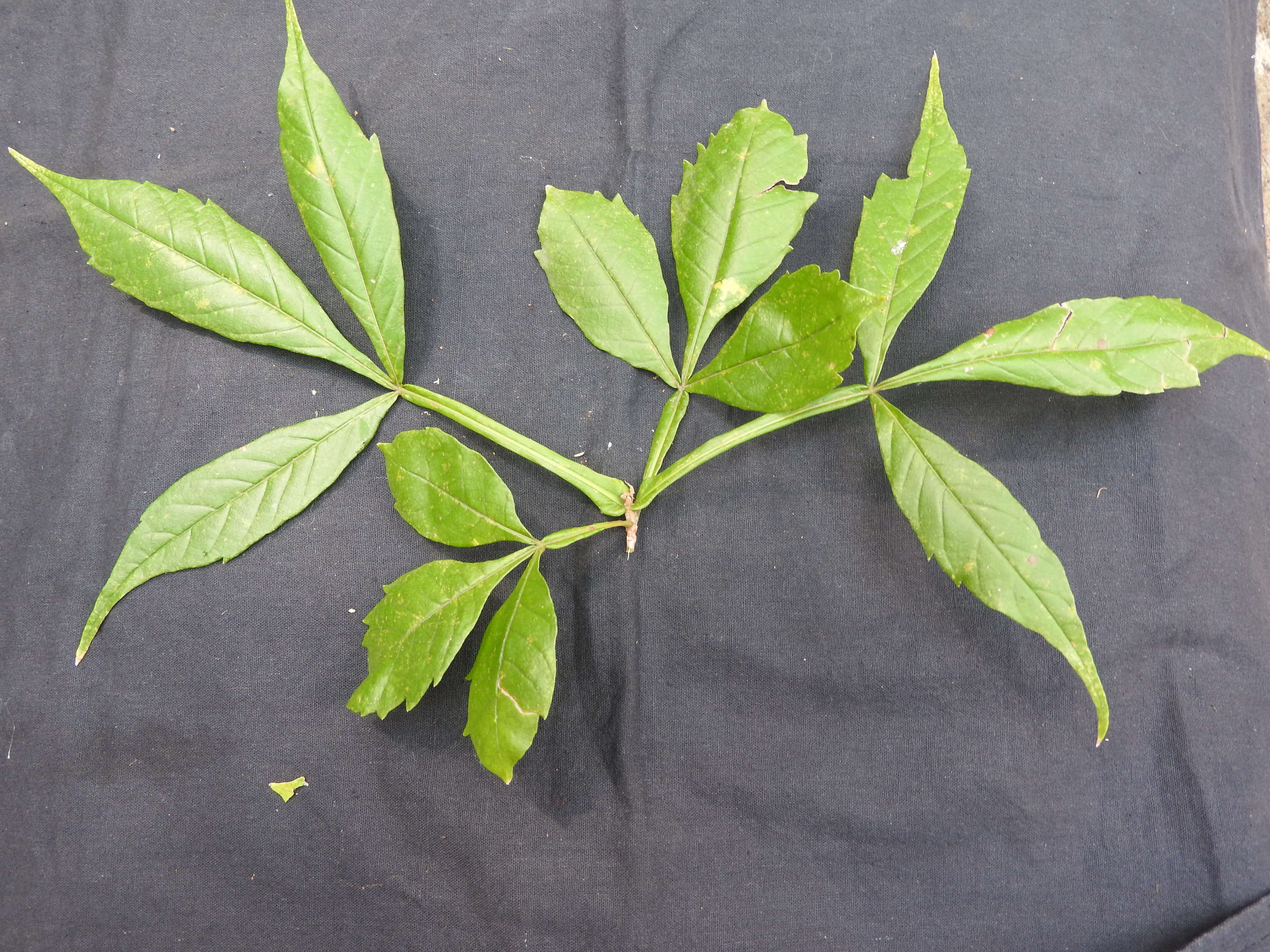 Image of Vitex altissima L. fil.