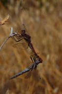 Image of Variegated Meadowhawk