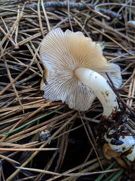 Image of Rhodocollybia butyracea (Bull.) Lennox 1979