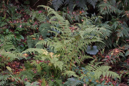 Image of swordfern