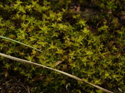 Image of great hairy screw-moss