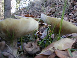 Image of Clitocybe nebularis (Batsch) P. Kumm. 1871