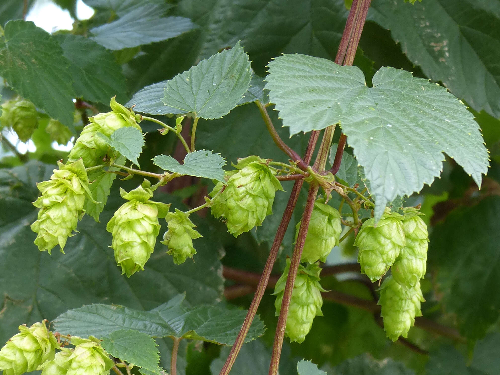 Image of common hop