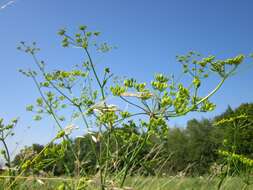 Image of wild parsnip