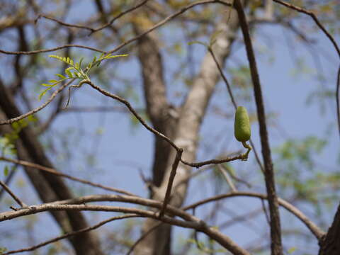 Image of Chloroxylon