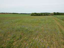 Image de Silene conoidea L.