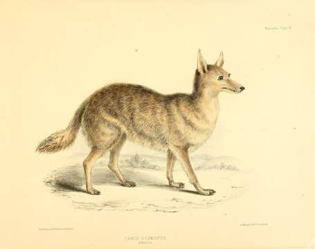 Imagem de Canis latrans ochropus Eschscholtz 1829