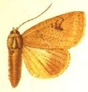 Herminiocala Hampson 1913的圖片