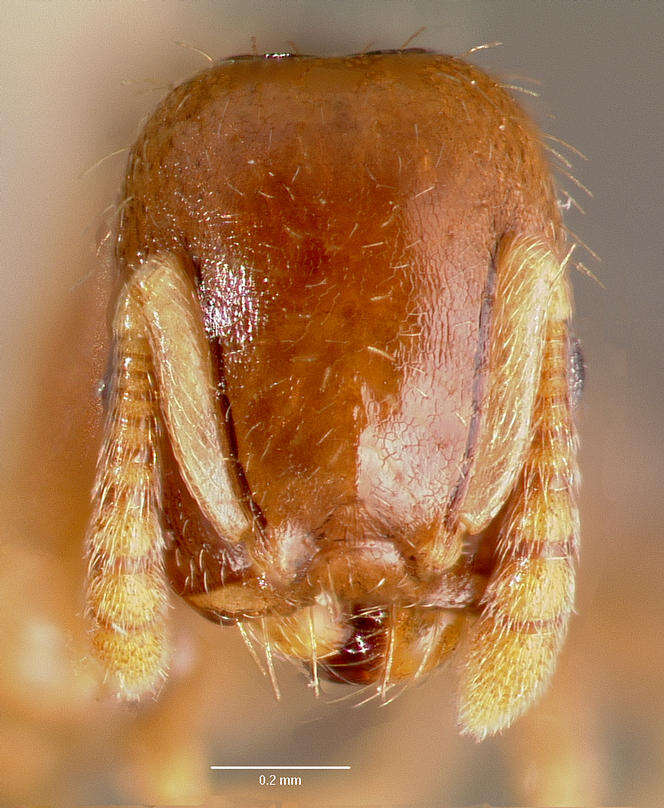 Image de Temnothorax americanus