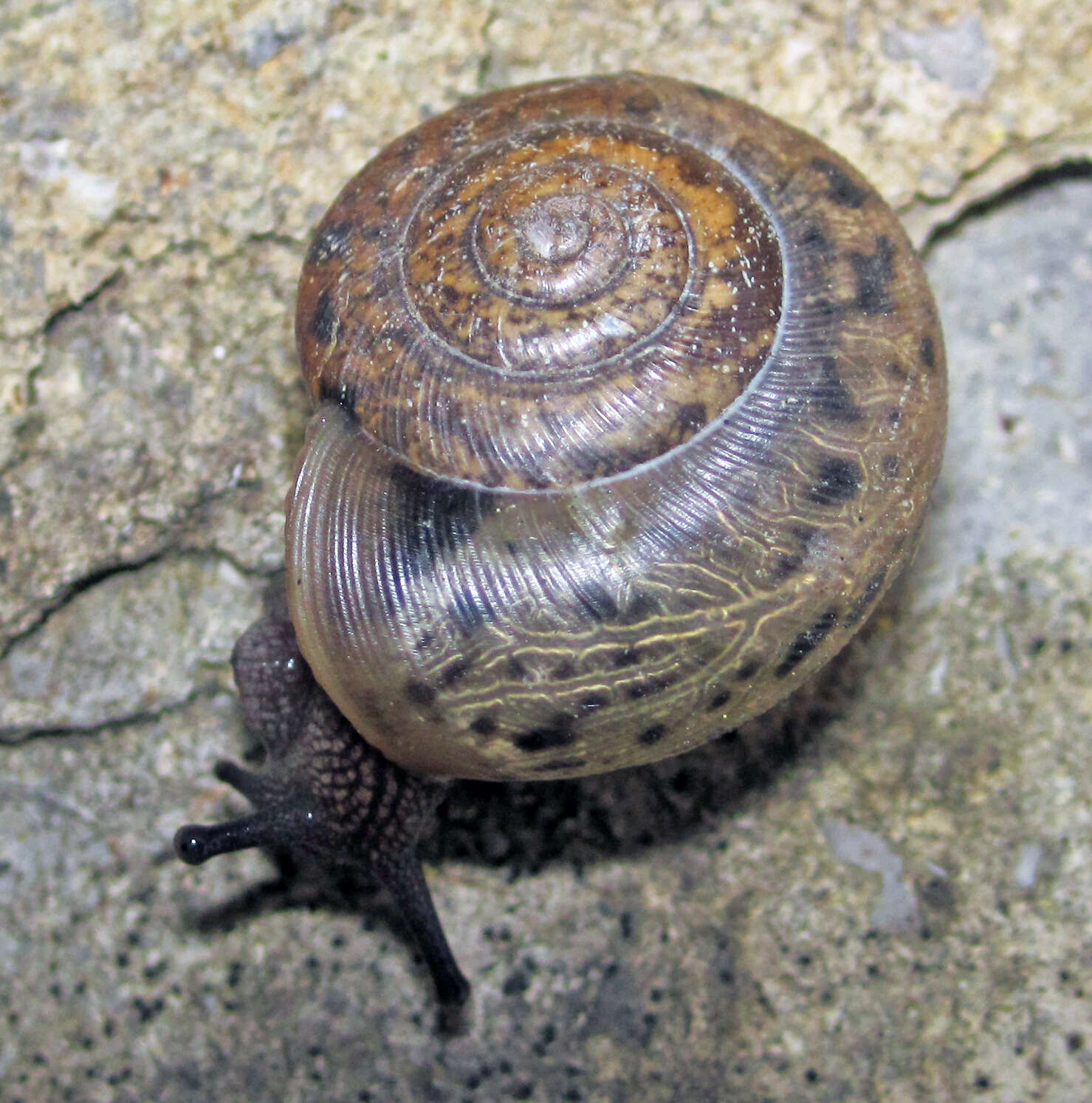 Polygyridae resmi