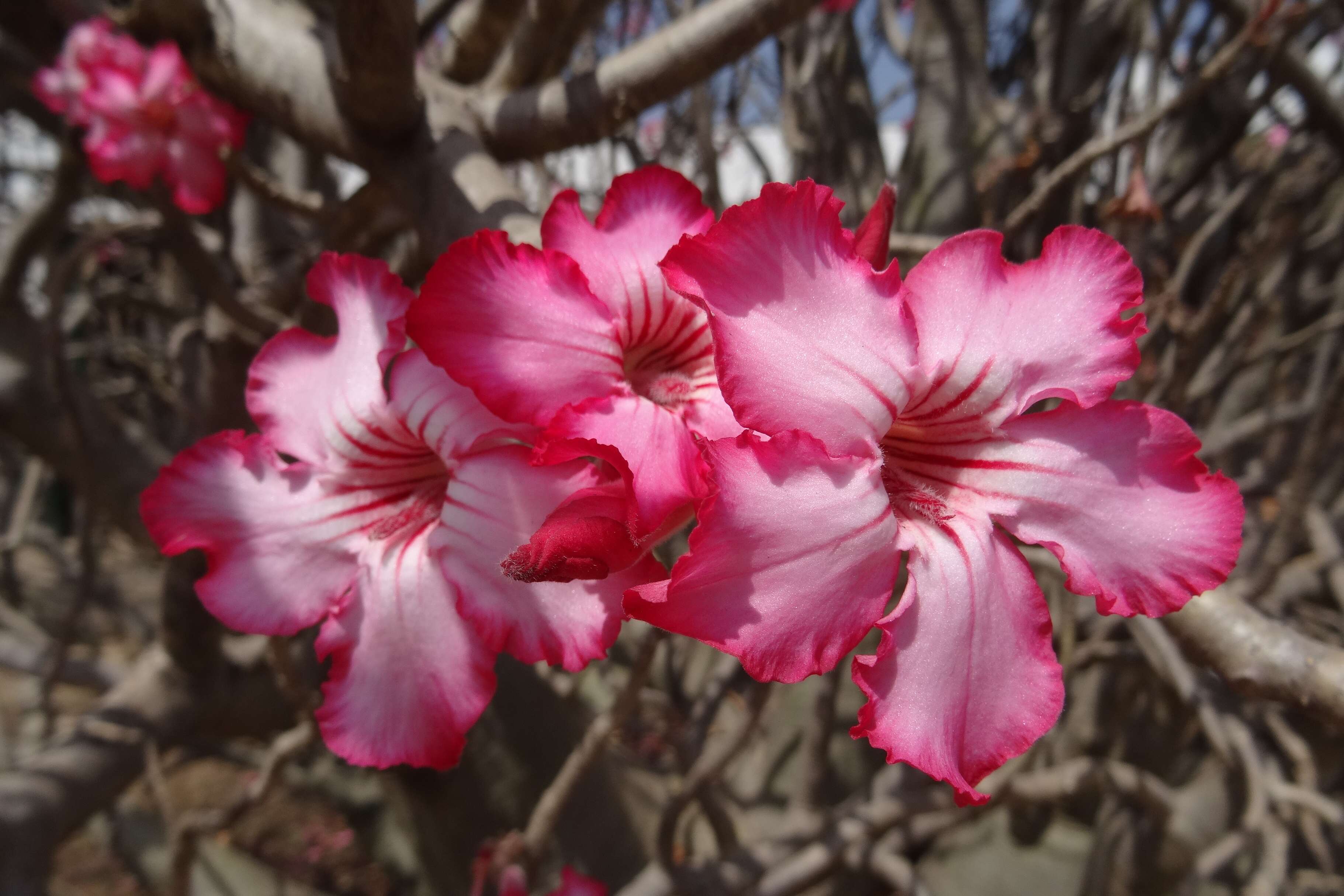 Image de Adenium obesum (Forsk.) Roem. & Schult.