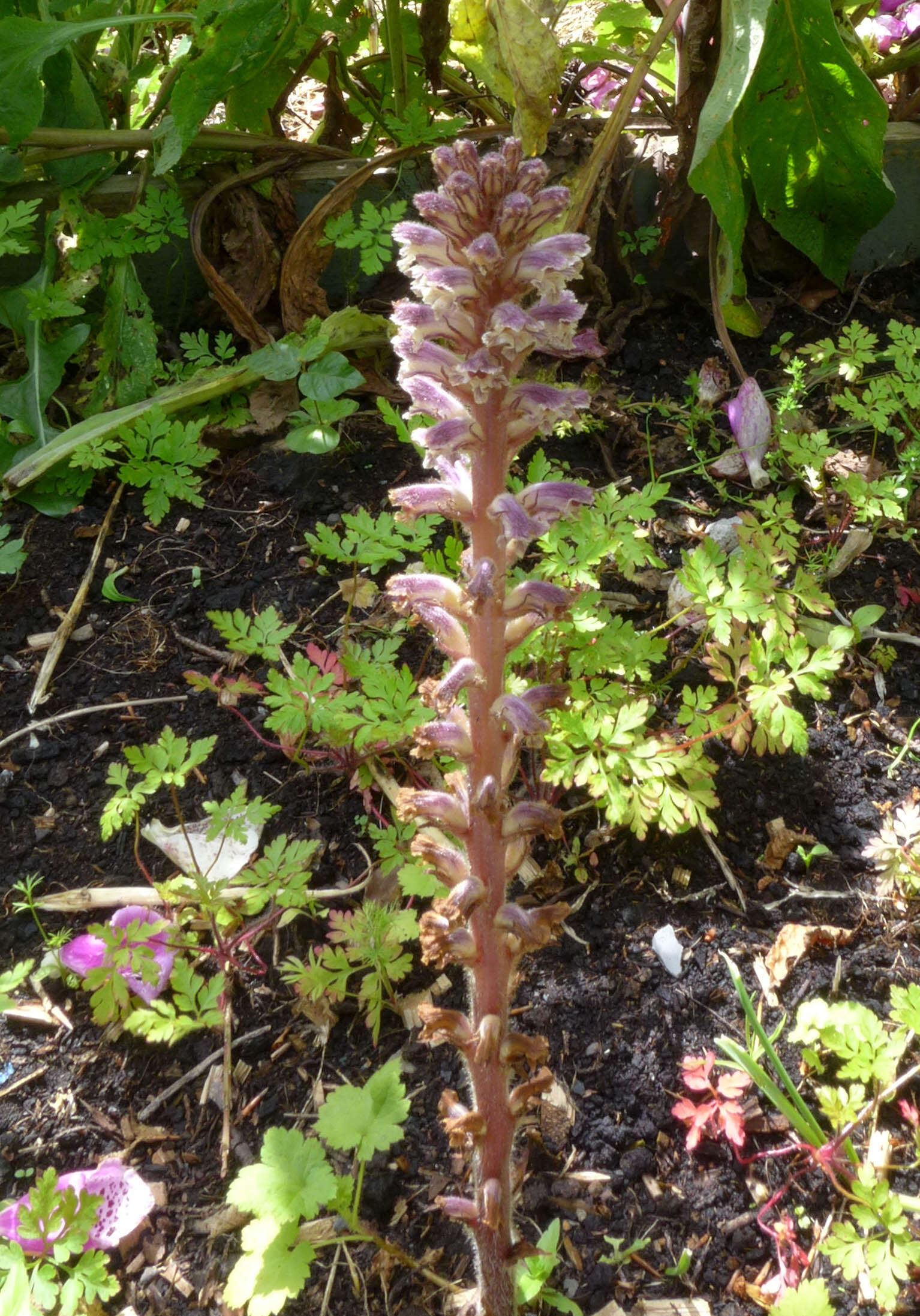 Image of clover broomrape