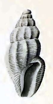Image of Anacithara brevicostata Hedley 1922