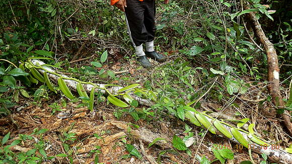 Image of West Indian vanilla