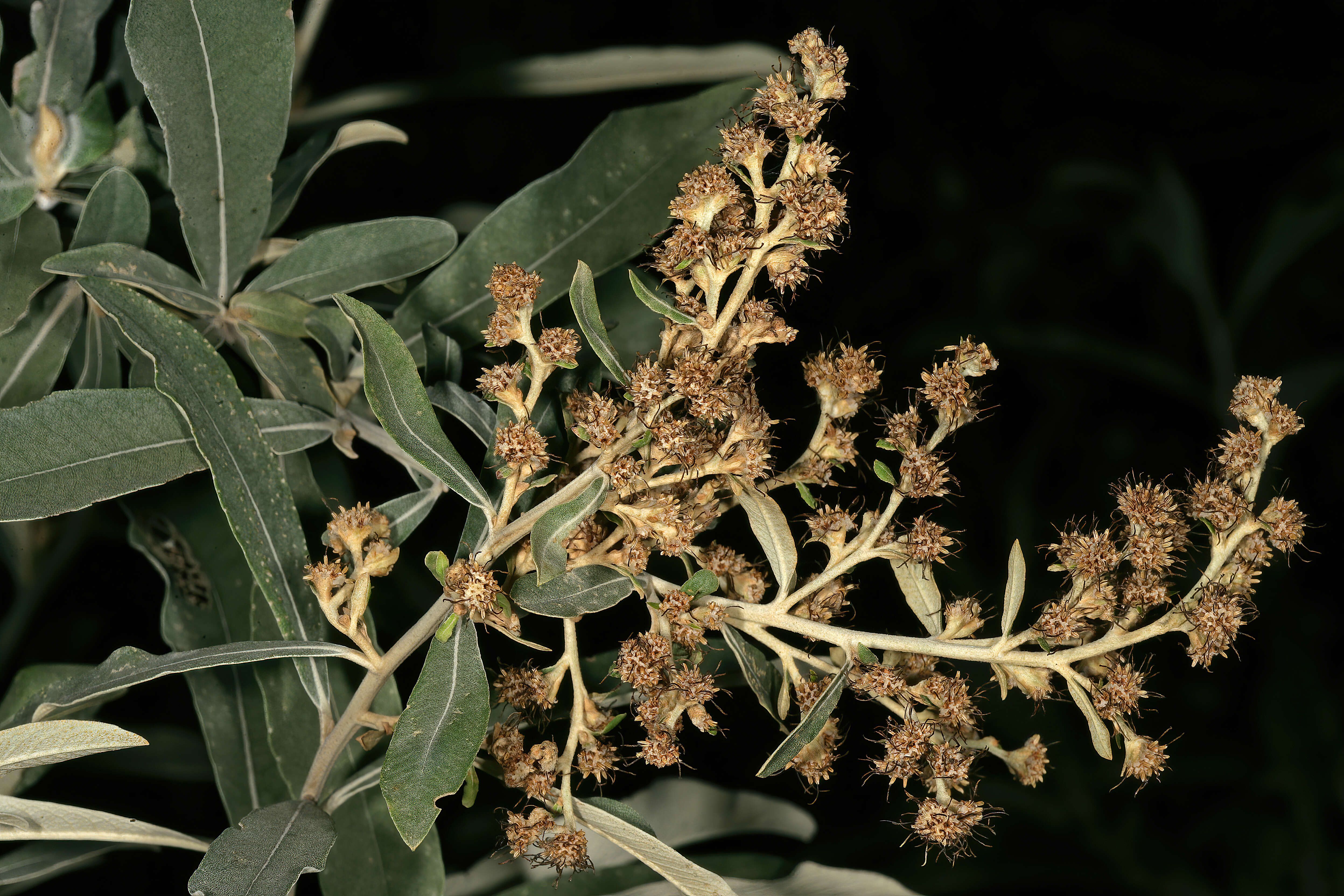 صورة Tarchonanthus camphoratus L.