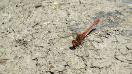 Image of Red Percher Dragonfly