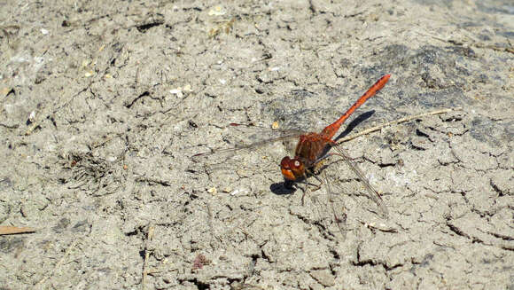 Image of Red Percher Dragonfly