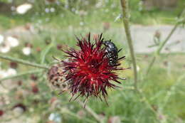 Image of Centaurea atropurpurea Olivier