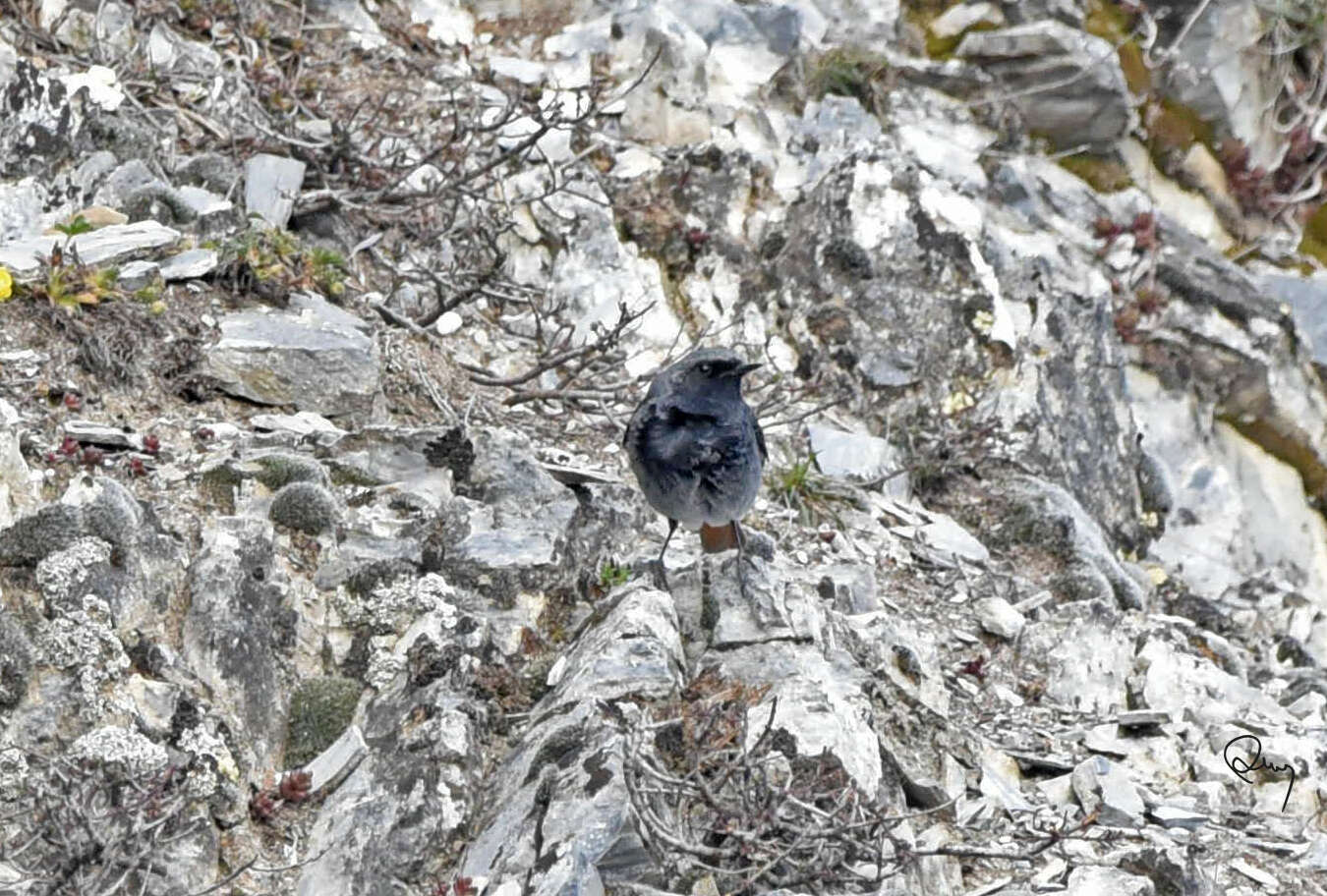 Image of Black Redstart