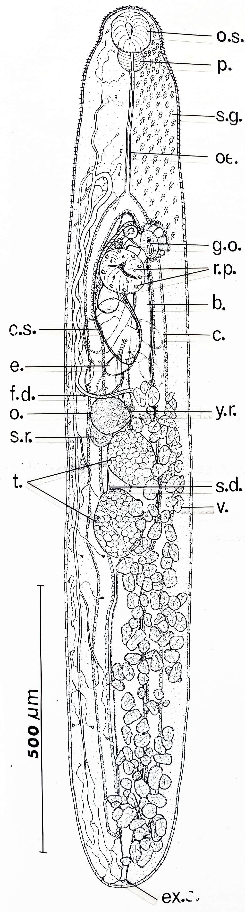 Image of flukes