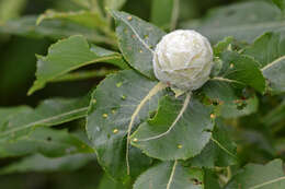 Image of Willow Pinecone Gall Midge