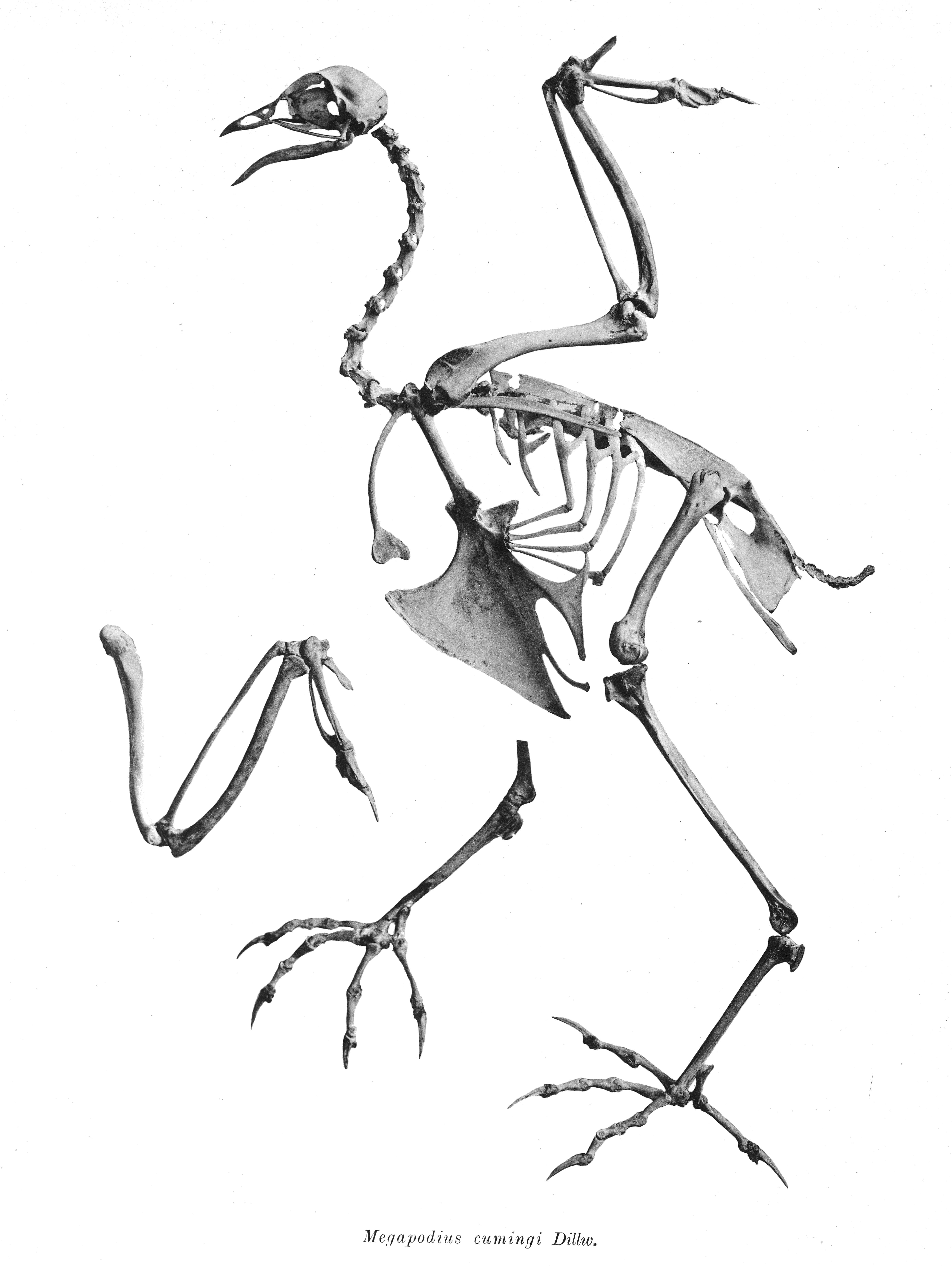 Megapodius cumingii Dillwyn 1853 resmi