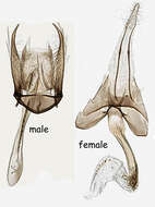 Image of Bucculatrix albedinella Zeller 1839