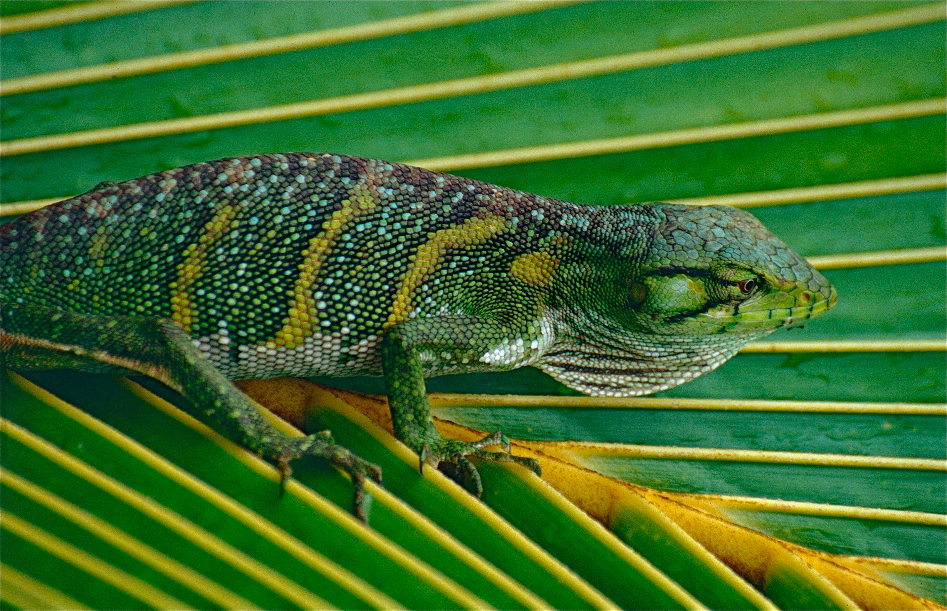 Imagem de Polychrus marmoratus (Linnaeus 1758)