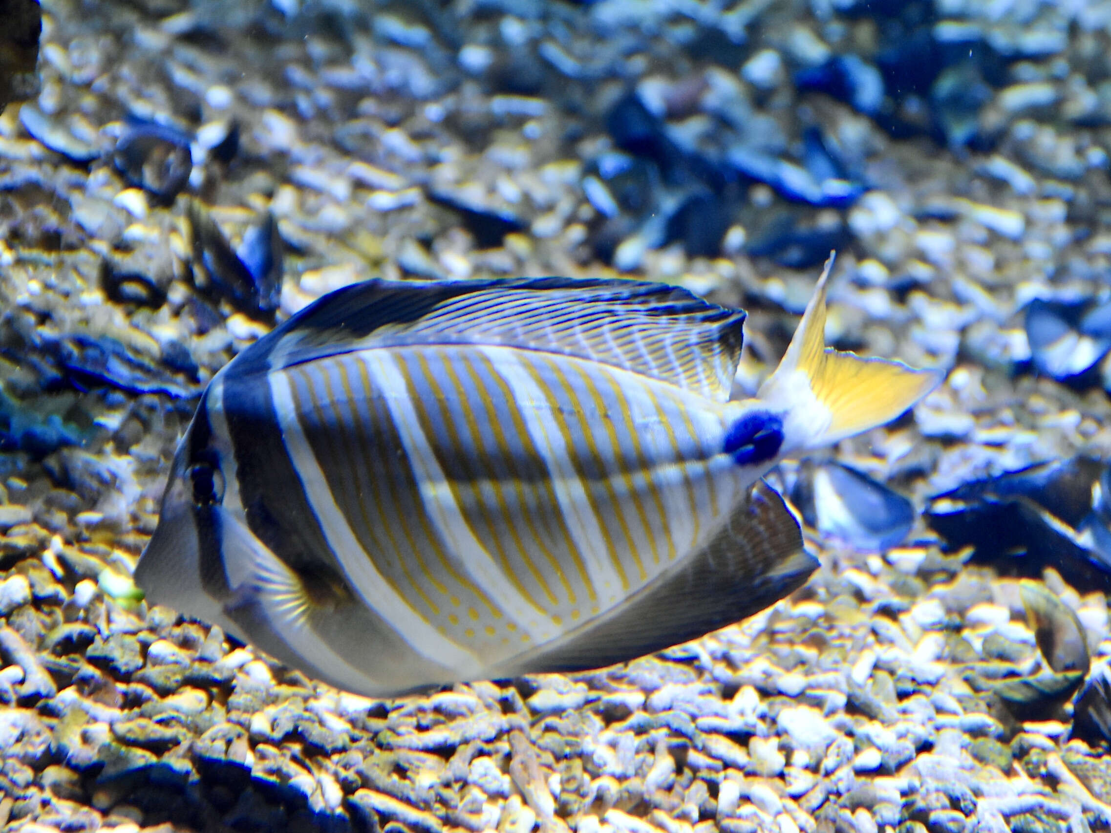 Слика од Zebrasoma veliferum (Bloch 1795)