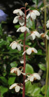 Image of round-leaved wintergreen